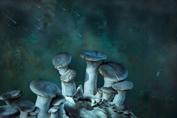 Blue Mushroom Planet lo-res Blue Mushroom Planet lo-res