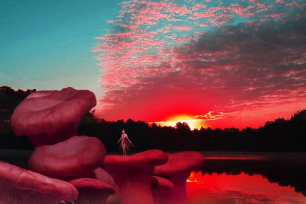 Mushroom Fairy Red Sunset