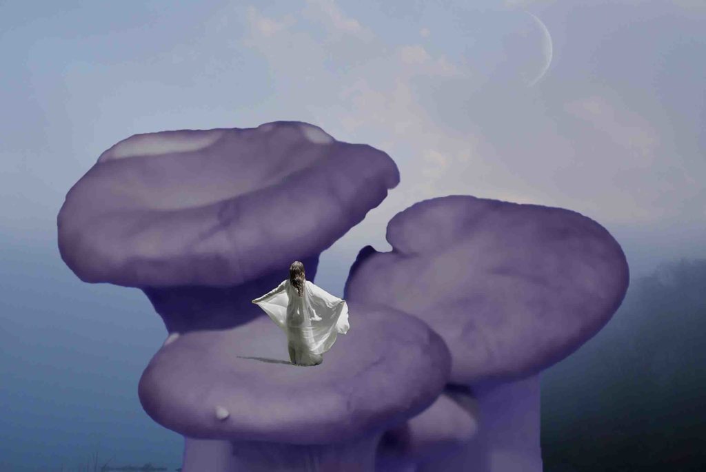 LoRes CJ Mushroom2 24x36 P1120326 (0;00;17;28)