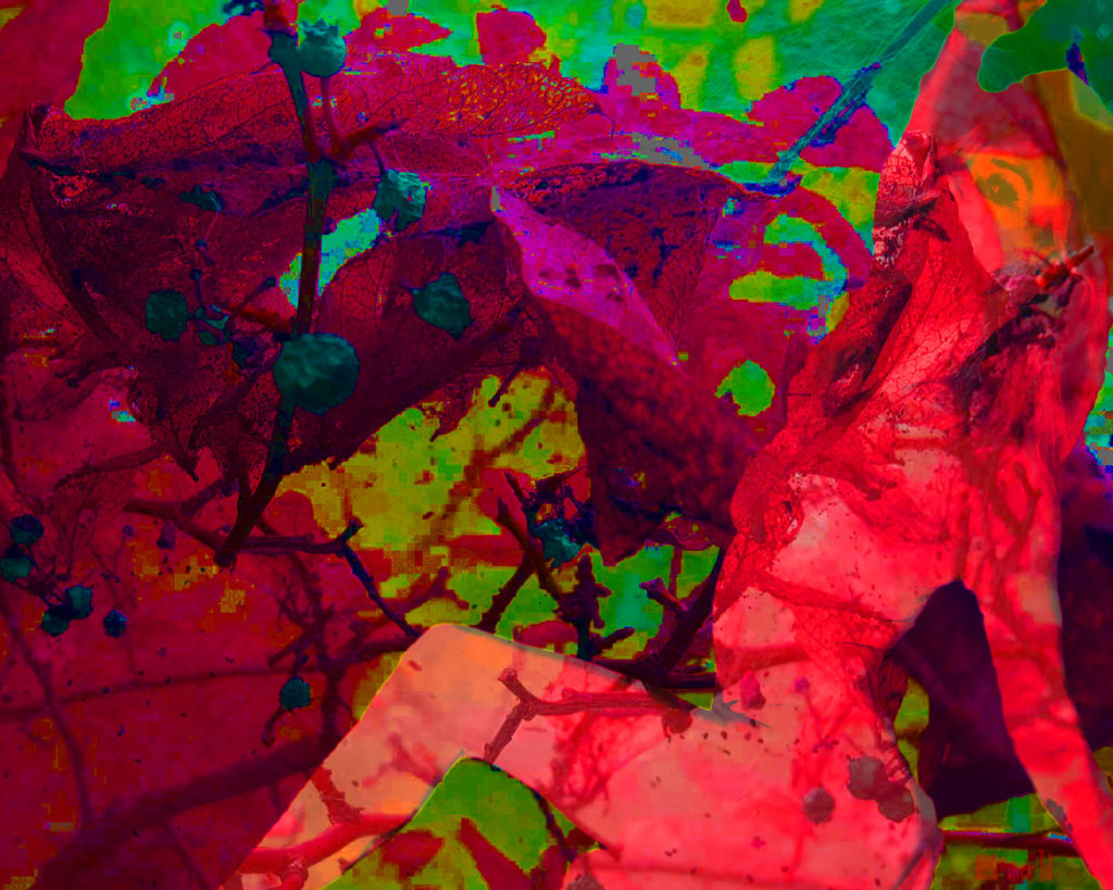 Jenni Berries 20200816_111051