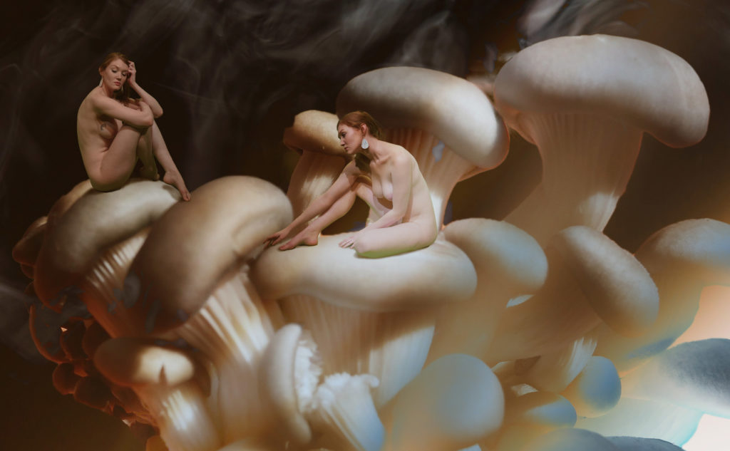 Kay Mushroom Fairies